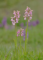 Anacamptis morio